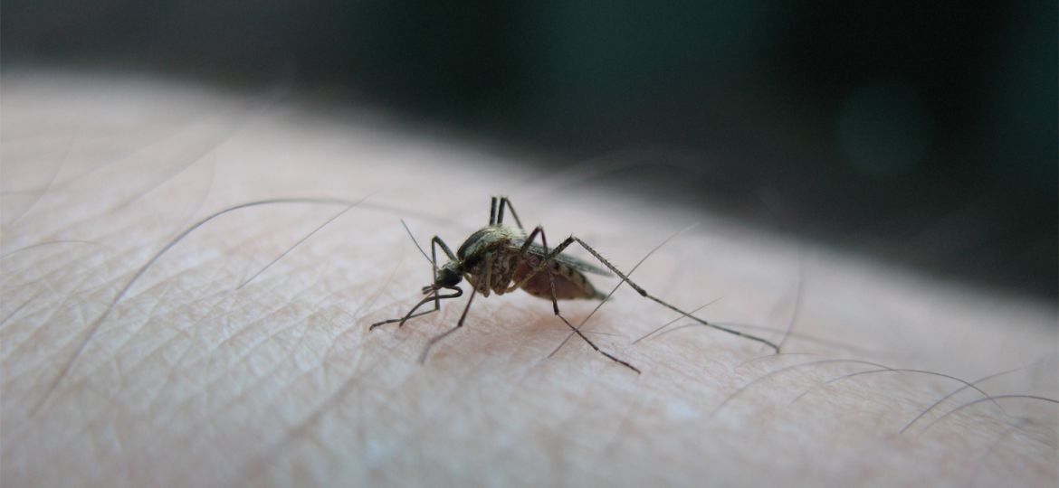 Mosquito Virus del Nilo