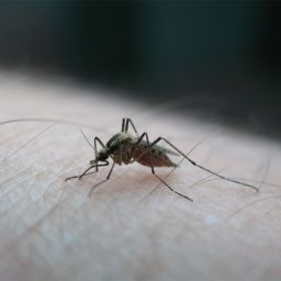 Mosquito Virus del Nilo